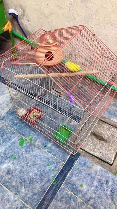 RED EYE LUTINO LOVEBIRD PAIR AVAILABLE FULL BREADER