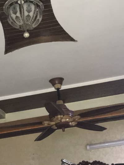 Royal fan  5 wings