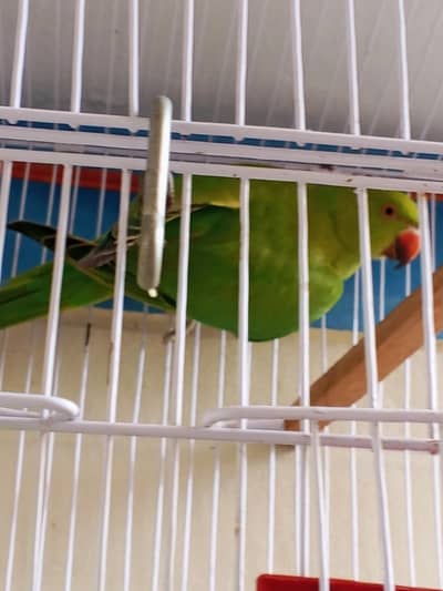 parrot Ringnick
