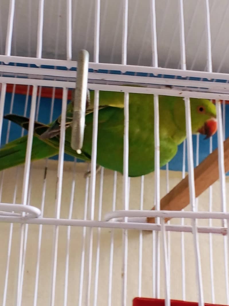 parrot Ringnick 0