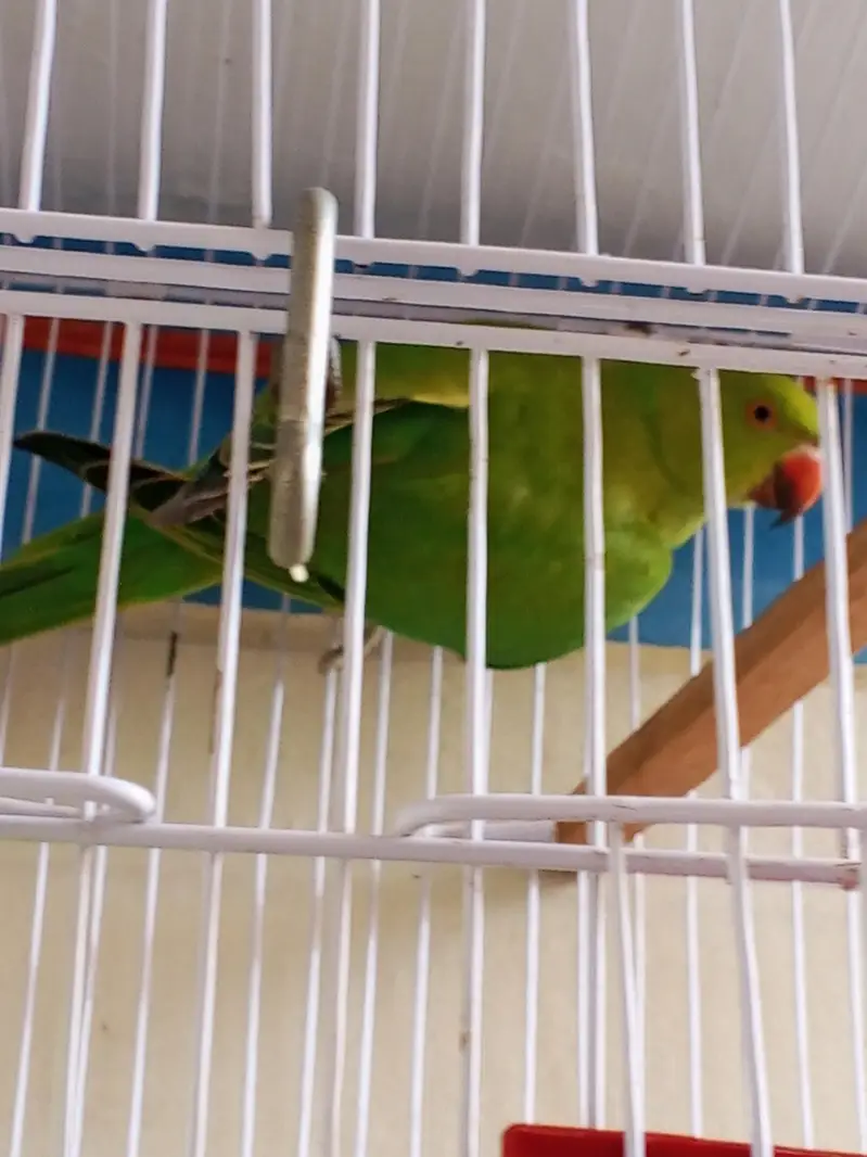 parrot Ringnick