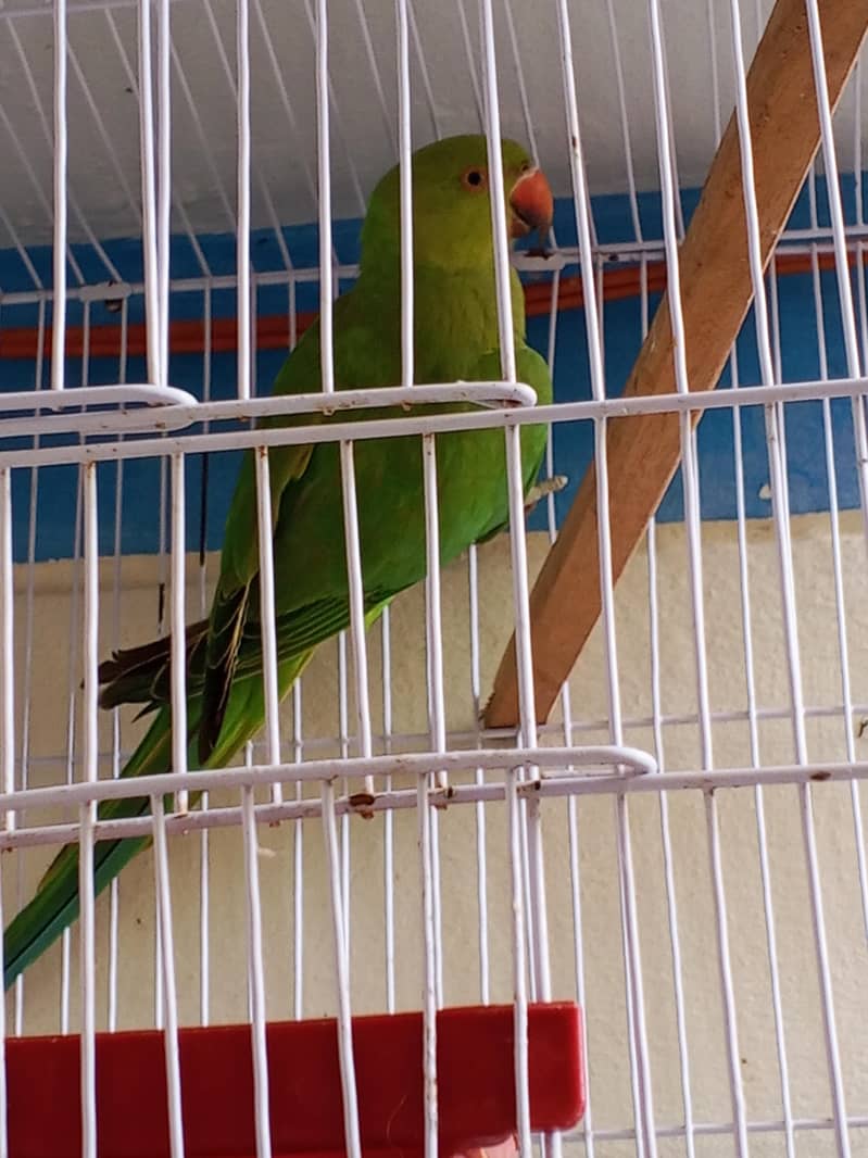 parrot Ringnick 1