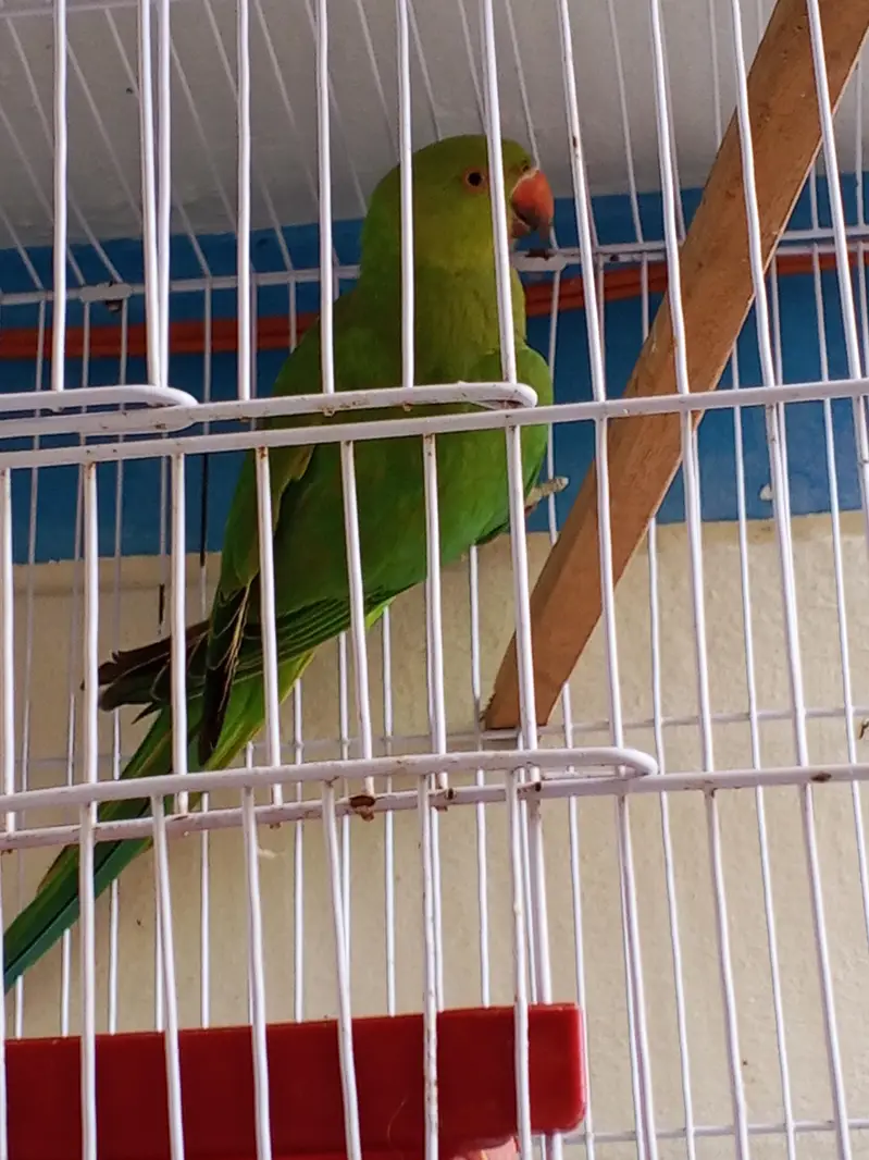 parrot Ringnick — photo 2