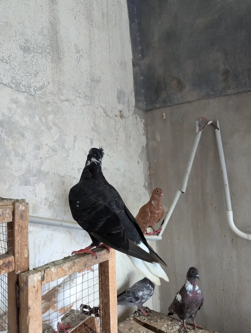 Pishori young phta available