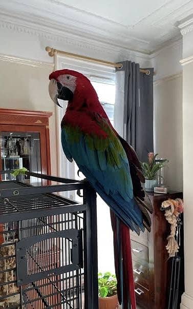 Green wing macaw self 0