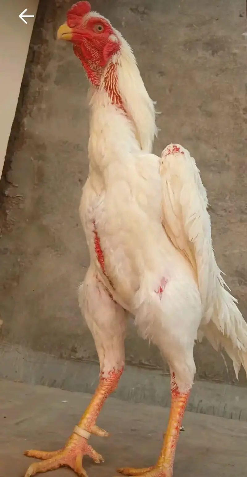 White shamo pair