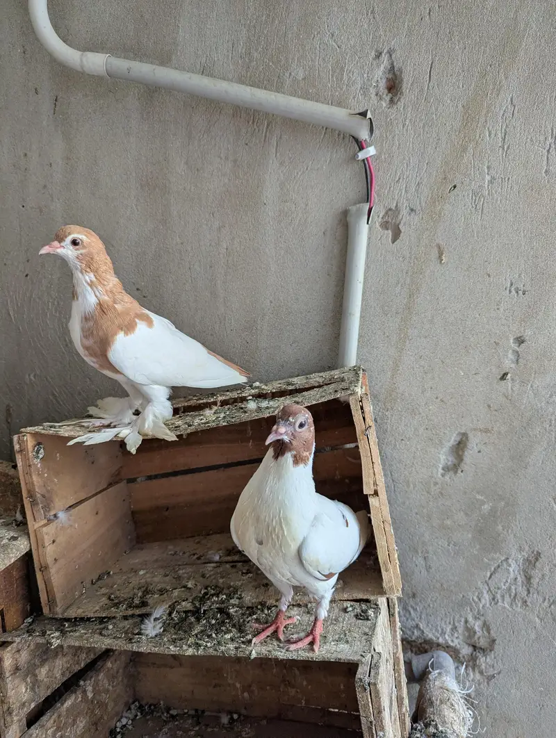 Pishori young phta available — photo 3