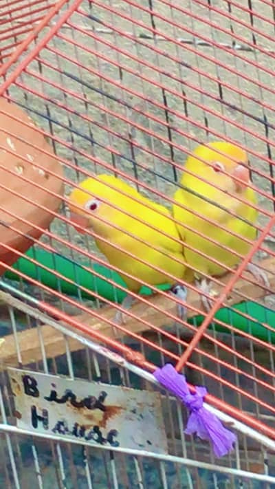 RED EYE LUTINO BREEDING PAIR AVAILABLE