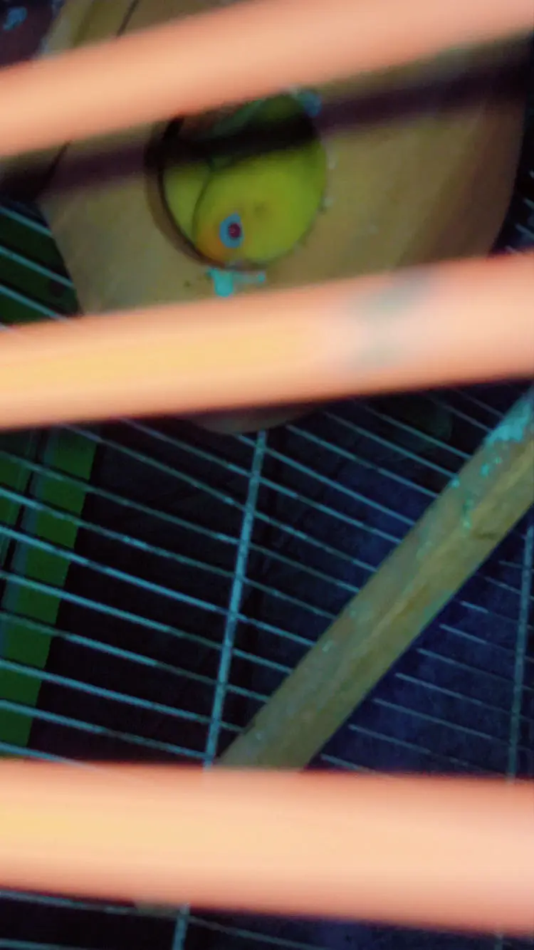 RED EYE LUTINO BREEDING PAIR AVAILABLE — photo 2