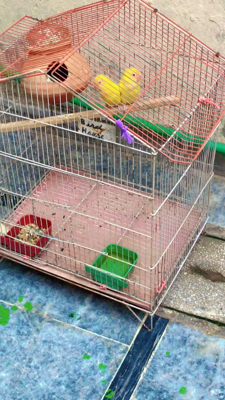 RED EYE LUTINO BREEDING PAIR AVAILABLE — photo 3