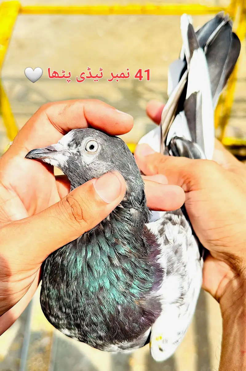 Teddy, Dab Waly, Rampuri, Kamangar Etc — photo 6