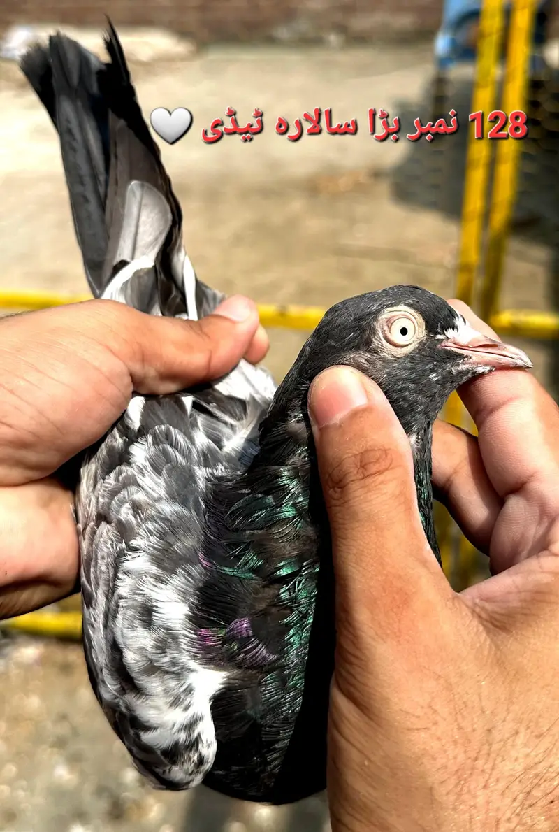 Teddy, Dab Waly, Rampuri, Kamangar Etc — photo 8