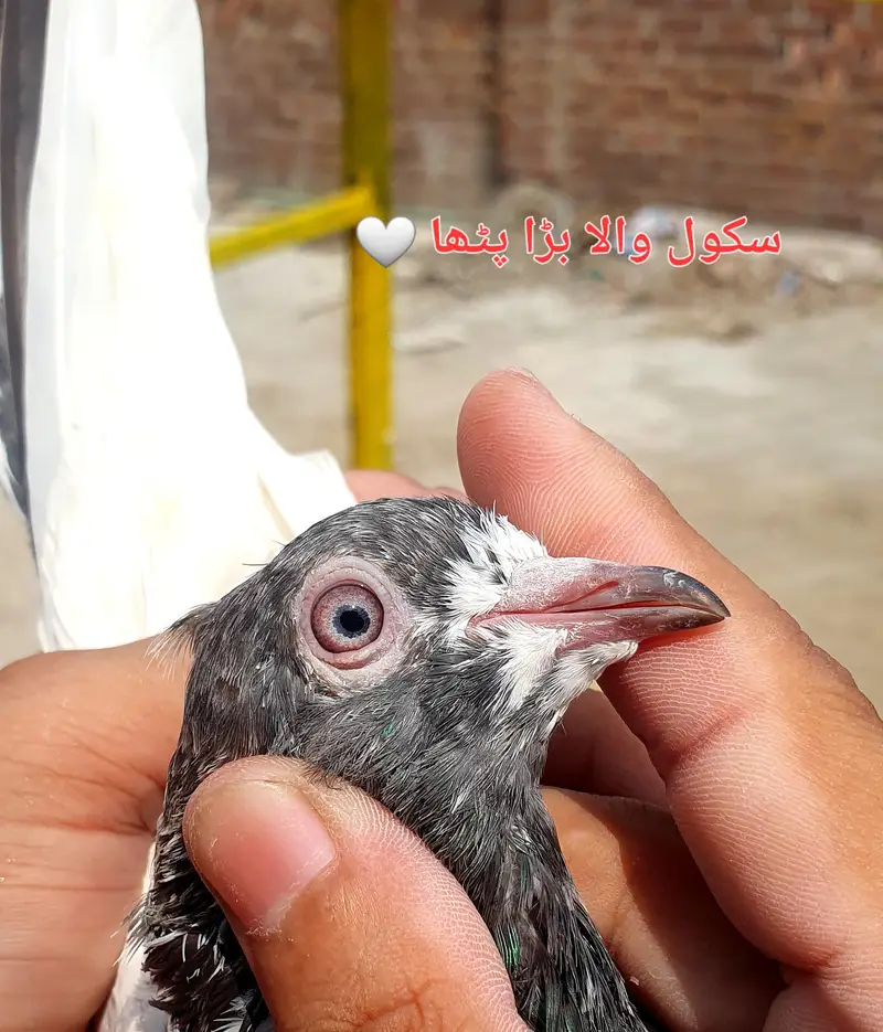 Teddy, Dab Waly, Rampuri, Kamangar Etc — photo 11