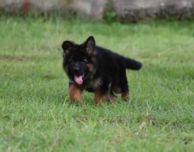 German Shepherd Puppy Long Coat