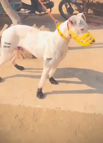 Kohati Gultaira Shikari Dog  | Strong & Healthy