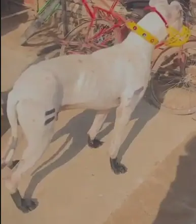 Kohati Gultaira Shikari Dog  | Strong & Healthy — photo 2