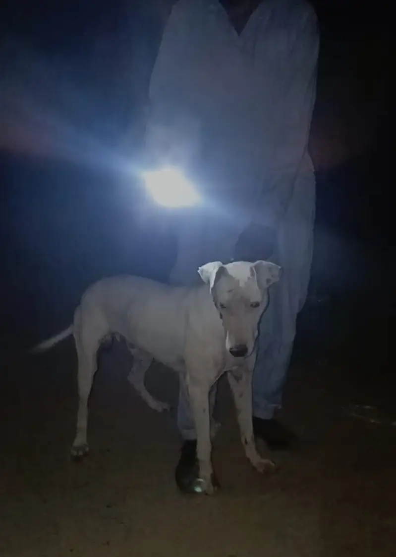 Kohati Gultaira Shikari Dog  | Strong & Healthy — photo 4