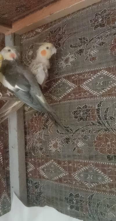 ready to breed pair