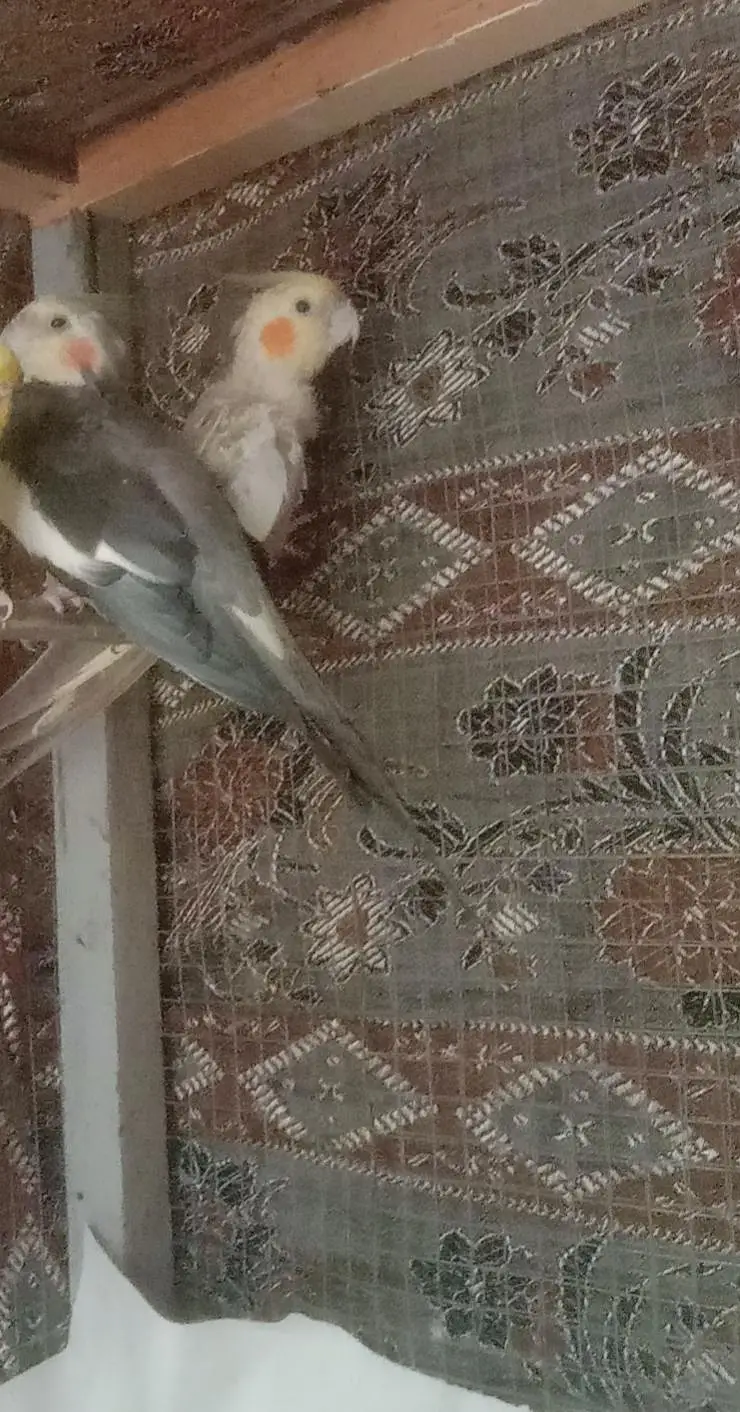 ready to breed pair