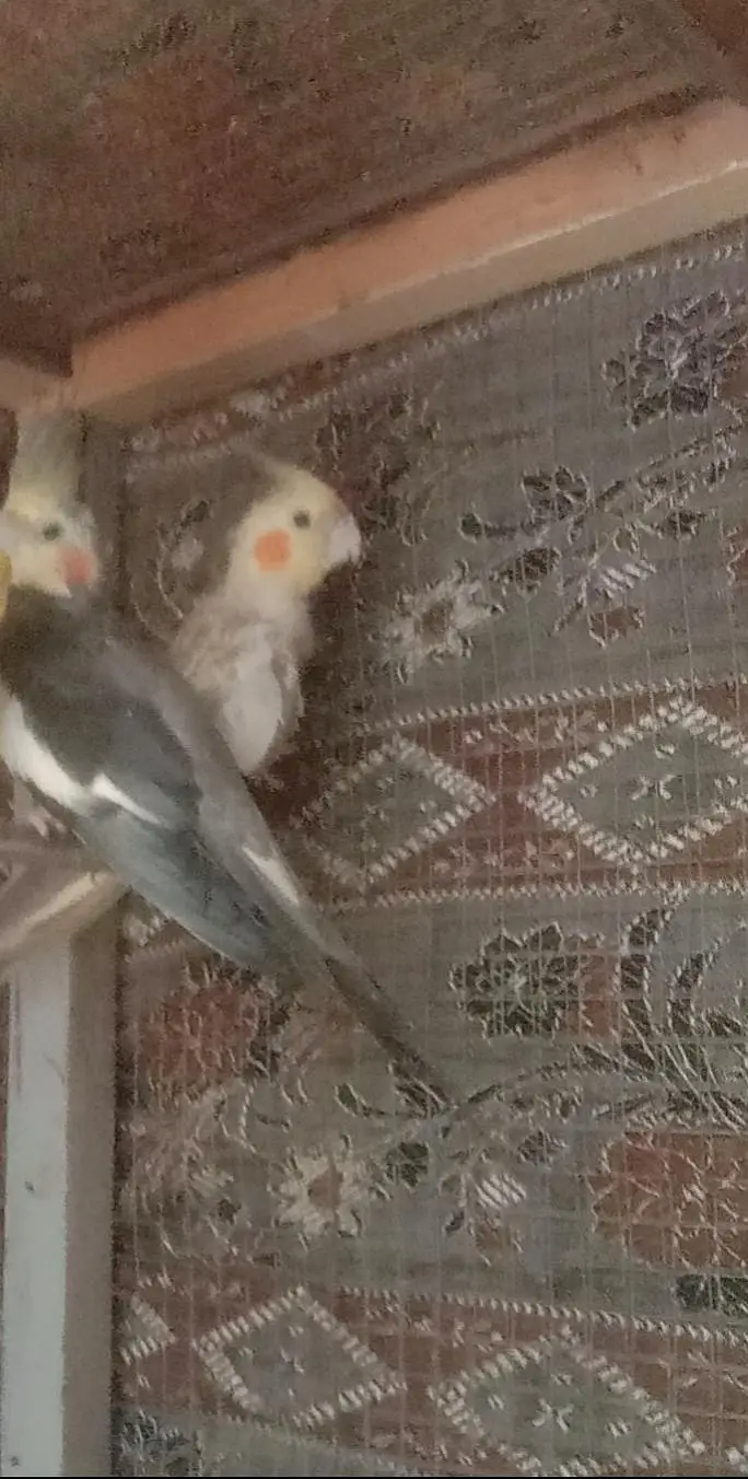 ready to breed pair — photo 2