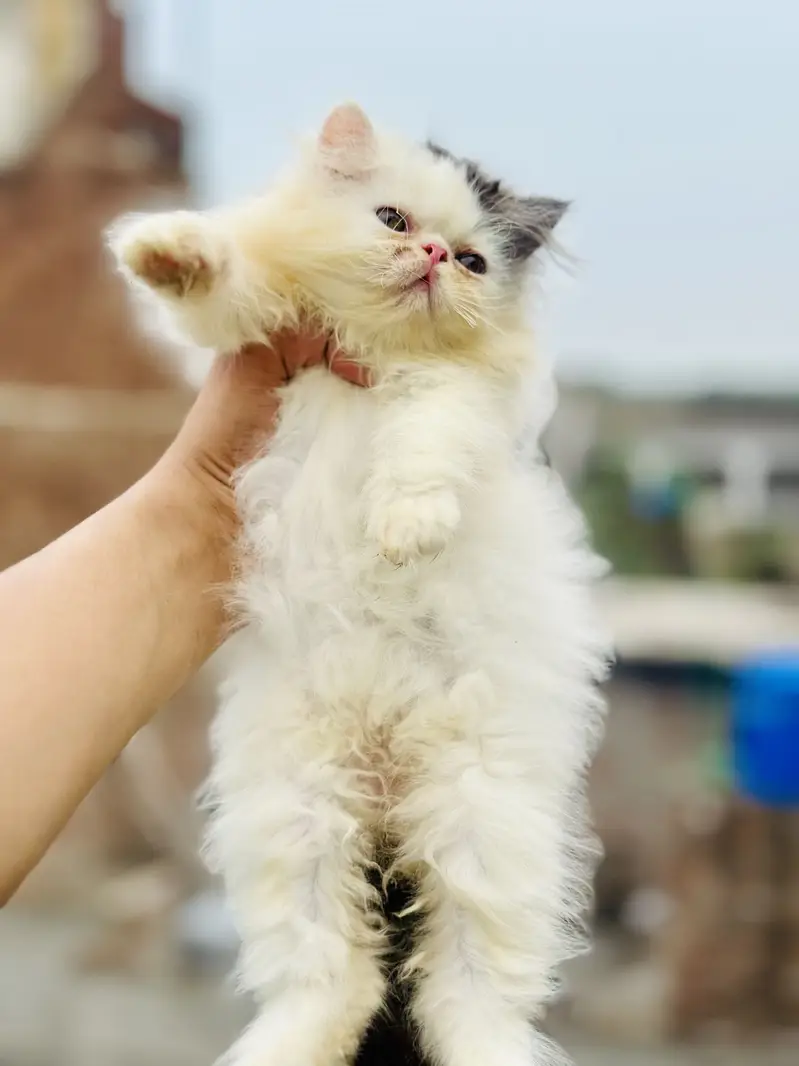 Peki face persian kittens | male kittens | Cfa blood line kittens — photo 9