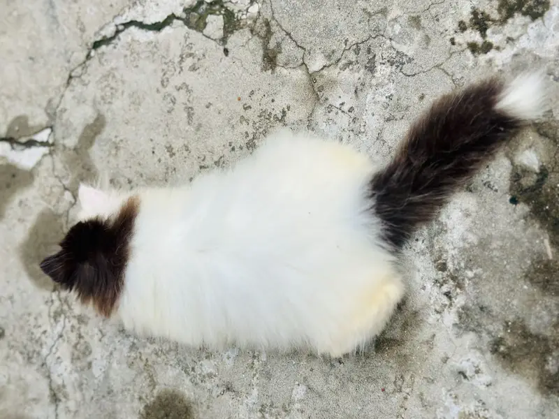 Peki face persian kittens | male kittens | Cfa blood line kittens — photo 10