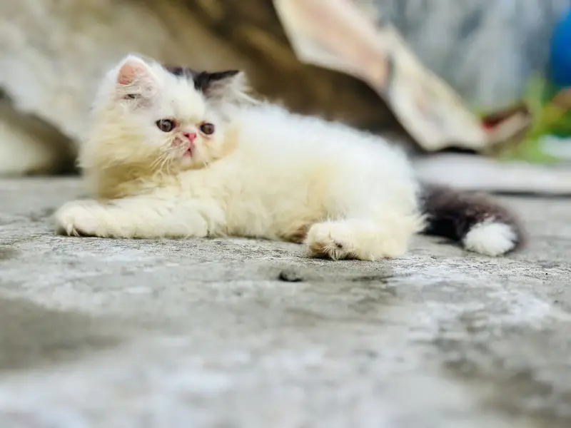 Peki face persian kittens | male kittens | Cfa blood line kittens — photo 11
