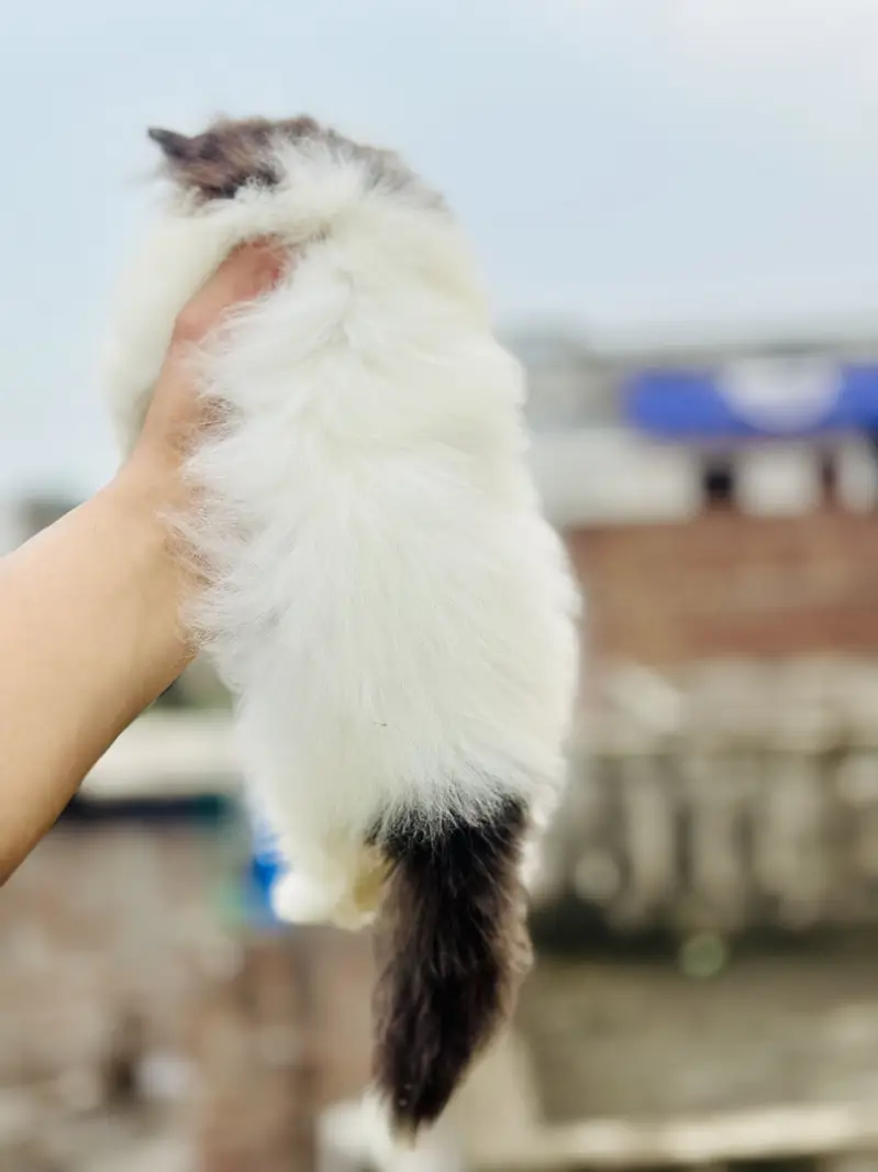 Peki face persian kittens | male kittens | Cfa blood line kittens — photo 12
