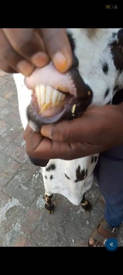 urgent sale Healthy active Goats in lakhodair