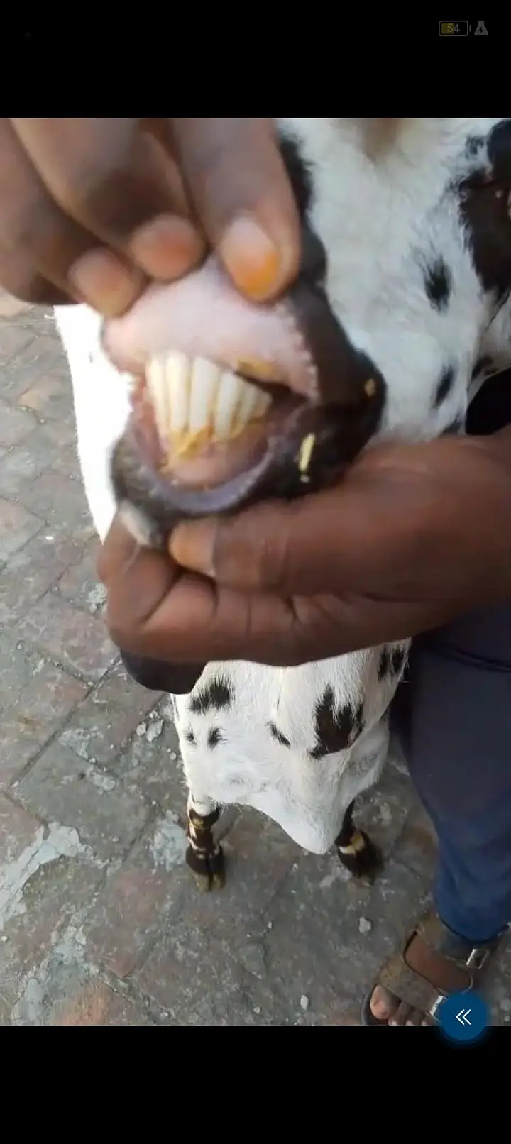 urgent sale Healthy active Goats in lakhodair
