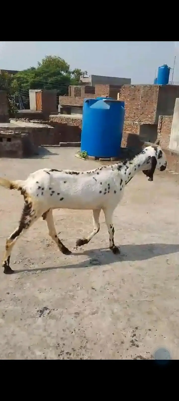 urgent sale Healthy active Goats in lakhodair — photo 2