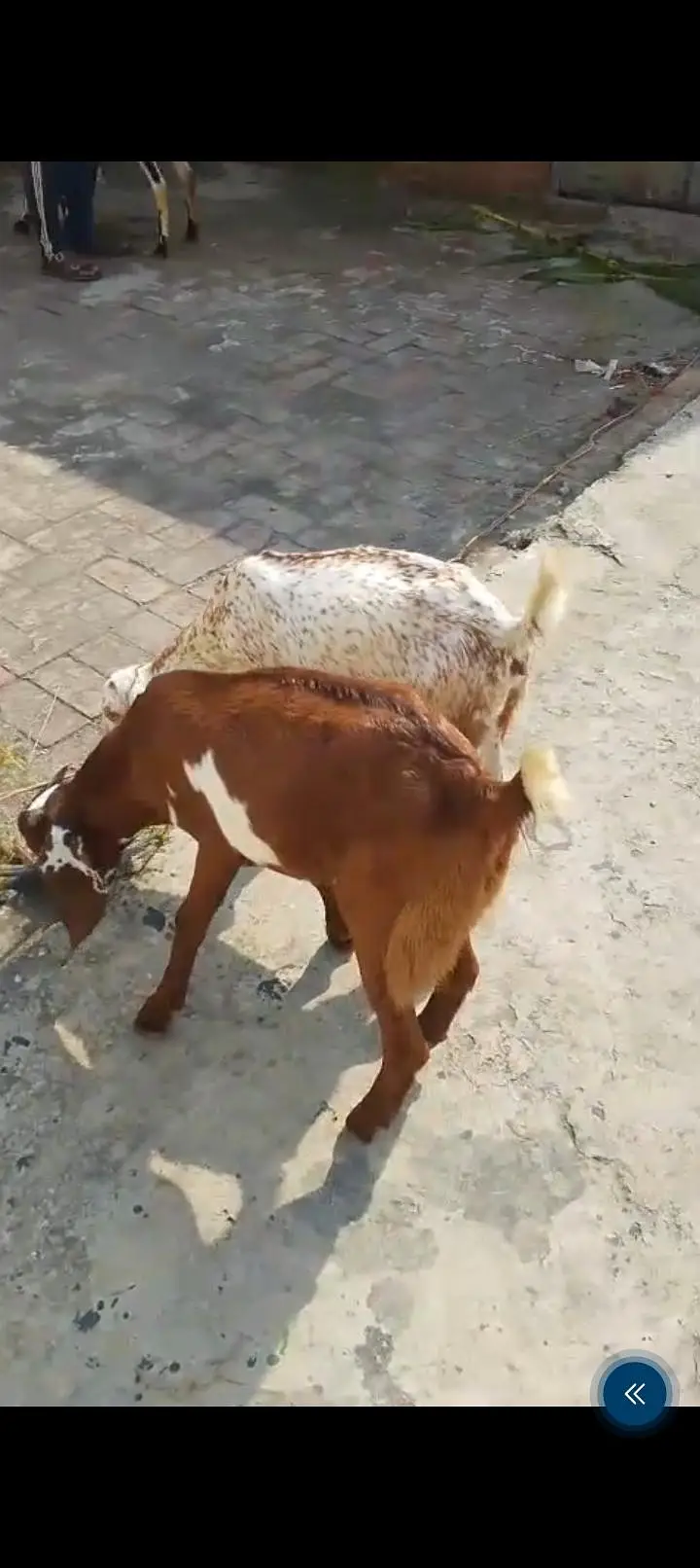 urgent sale Healthy active Goats in lakhodair — photo 3