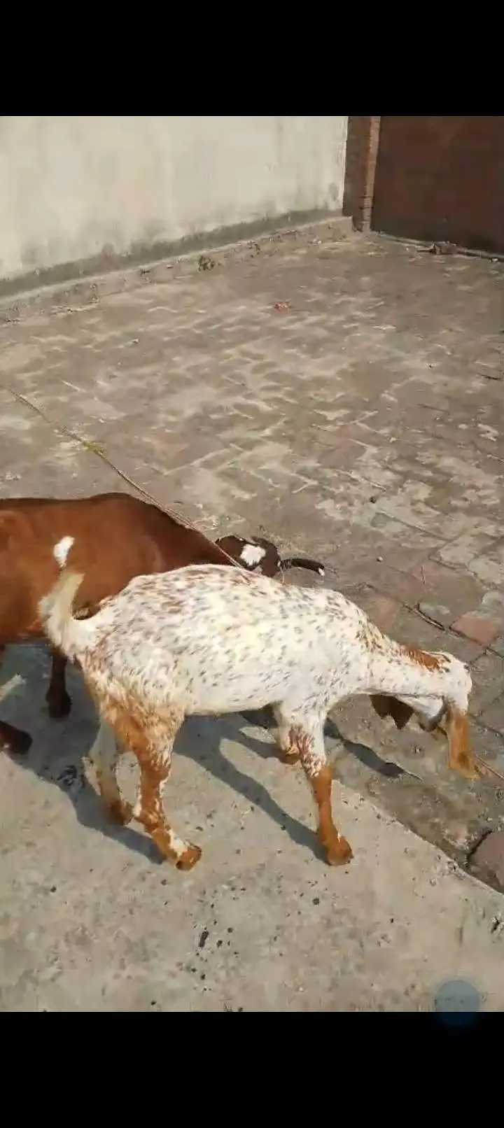 urgent sale Healthy active Goats in lakhodair — photo 4