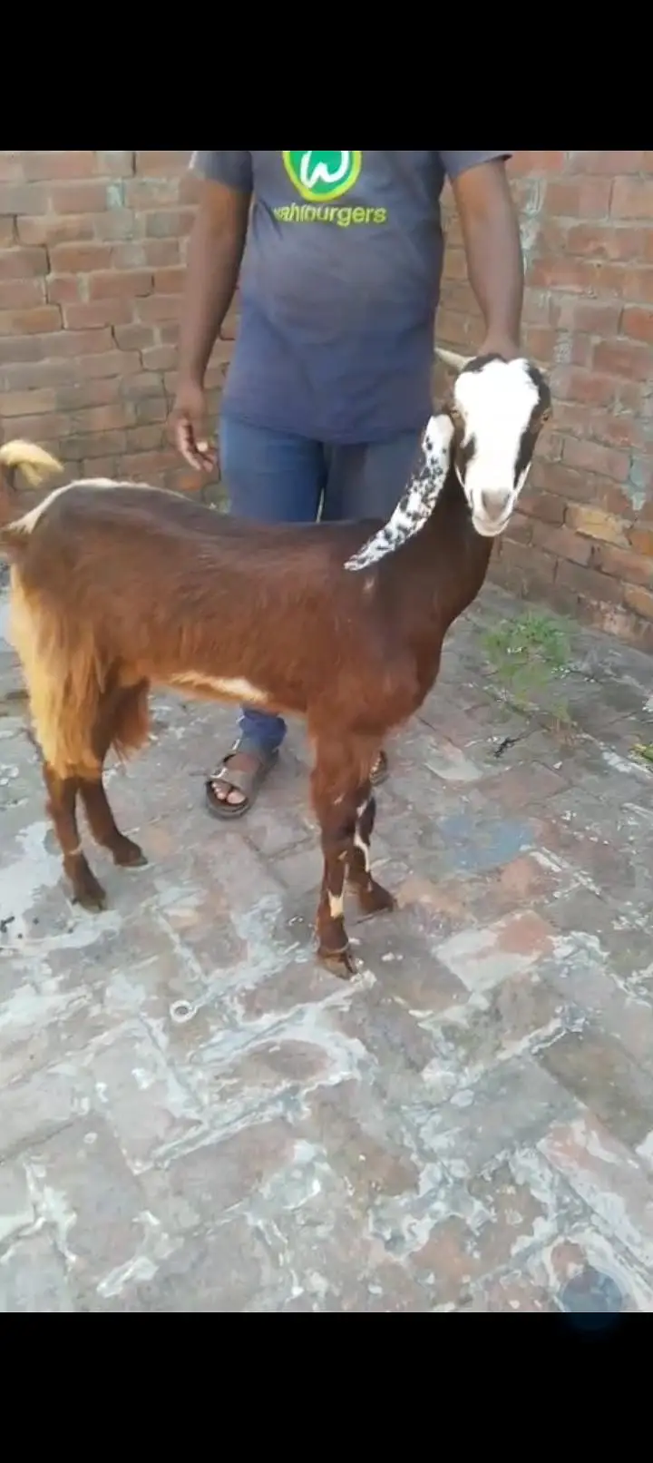 urgent sale Healthy active Goats in lakhodair — photo 6