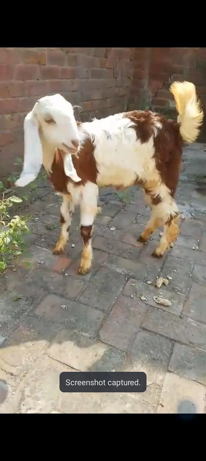 urgent sale Healthy active Goats in lakhodair — photo 7