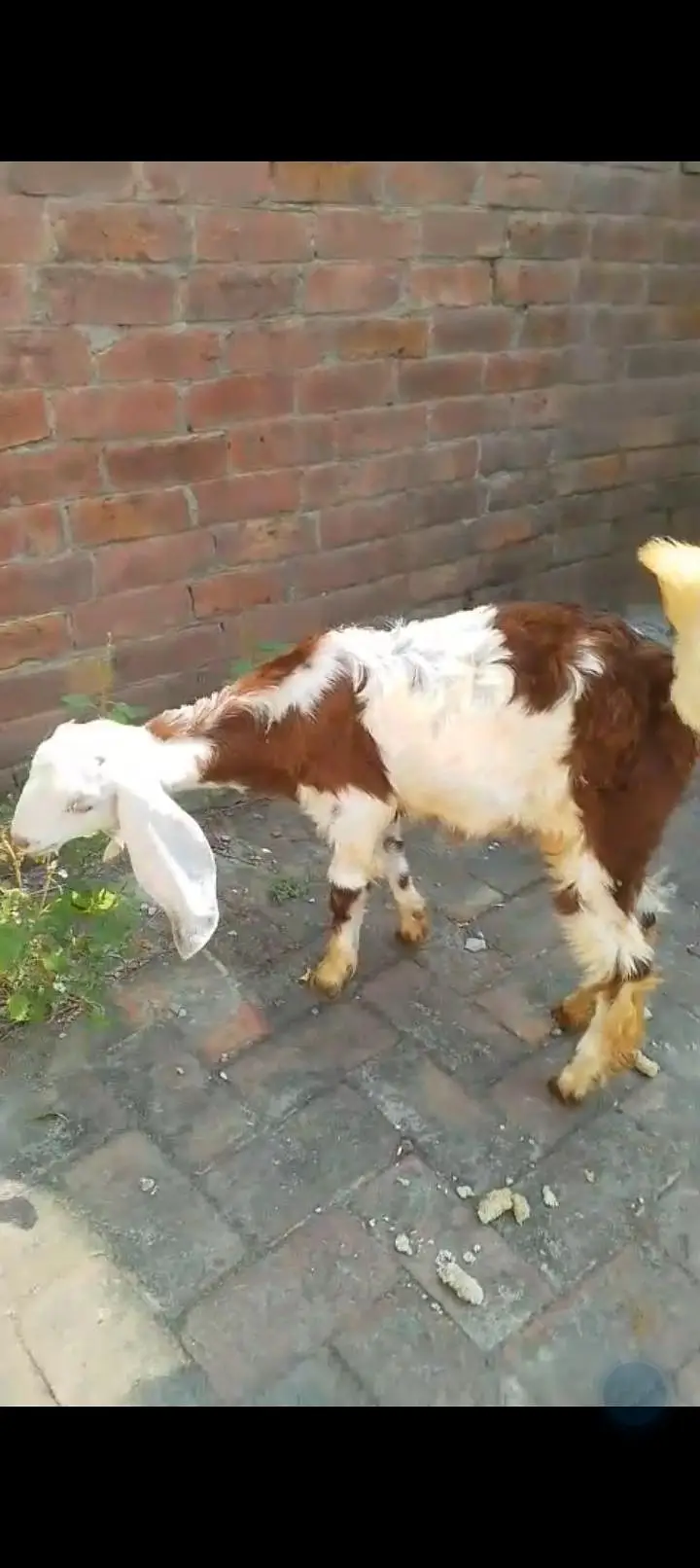 urgent sale Healthy active Goats in lakhodair — photo 8