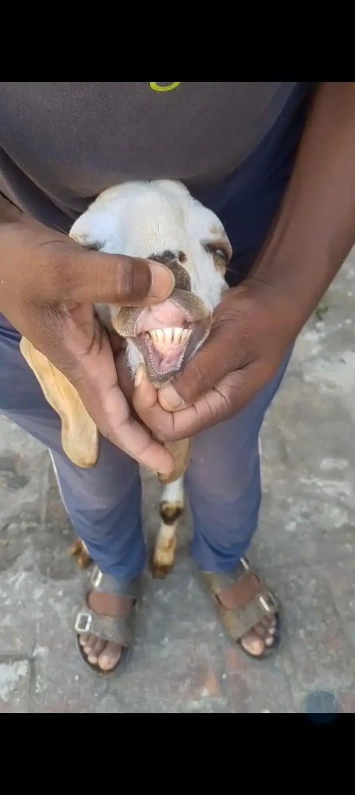 urgent sale Healthy active Goats in lakhodair — photo 9