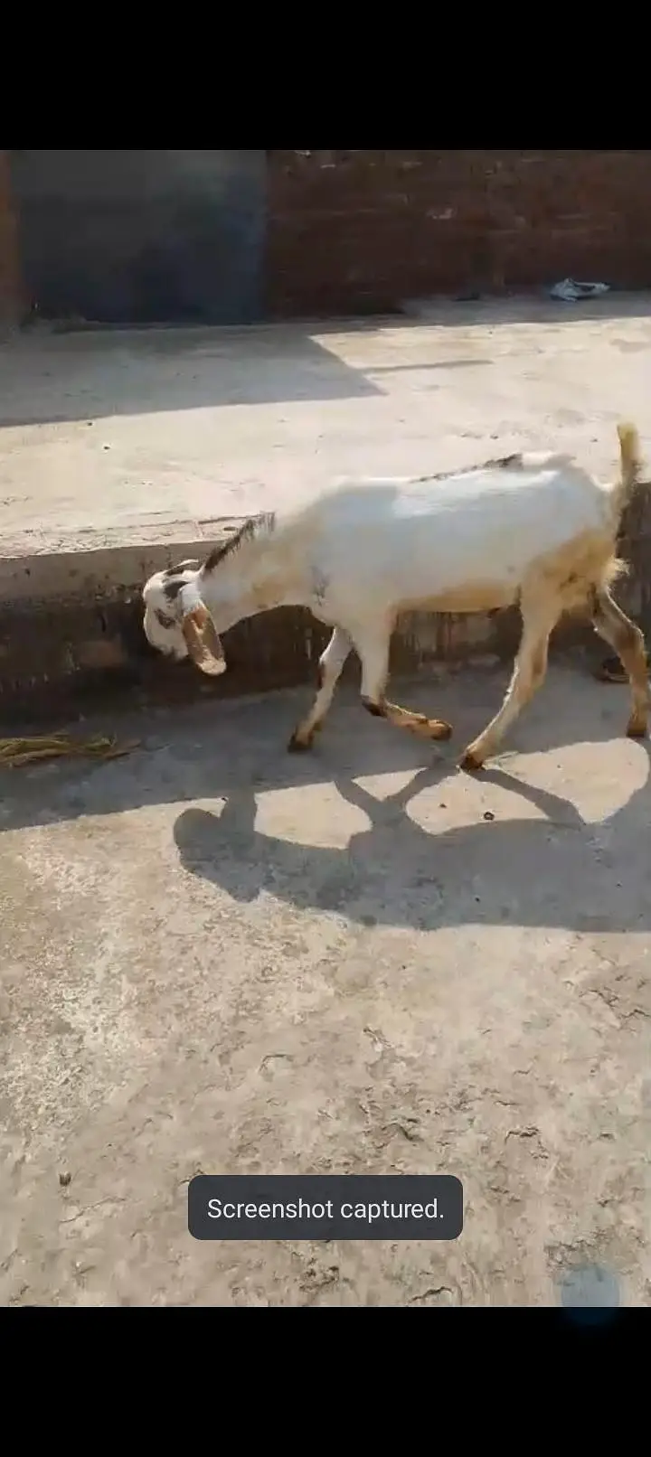 urgent sale Healthy active Goats in lakhodair — photo 10