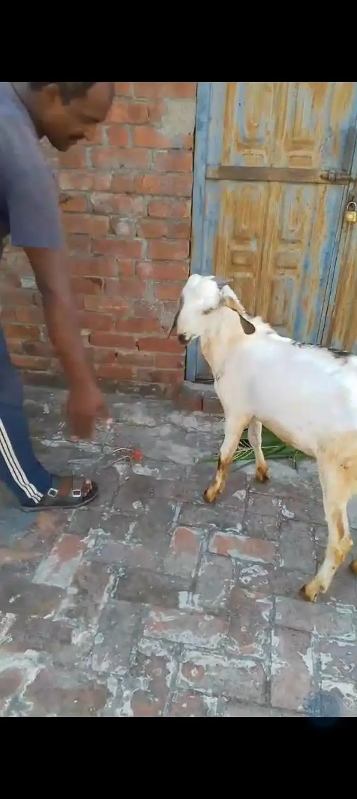 urgent sale Healthy active Goats in lakhodair — photo 11