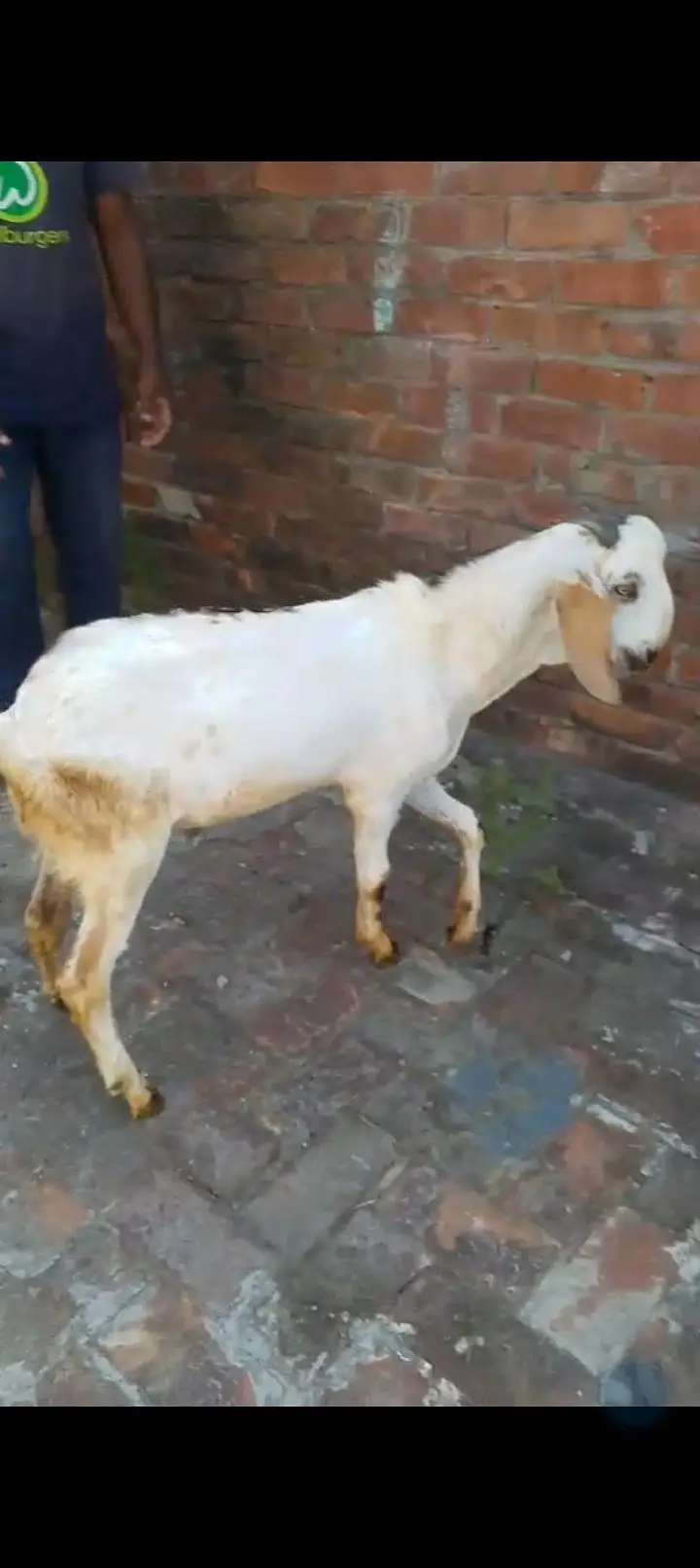 urgent sale Healthy active Goats in lakhodair — photo 12