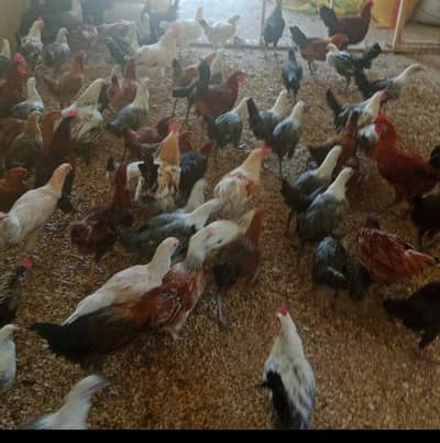 golden misri / egyptian fayoumi / fayoumi / misri / eggs laying hens