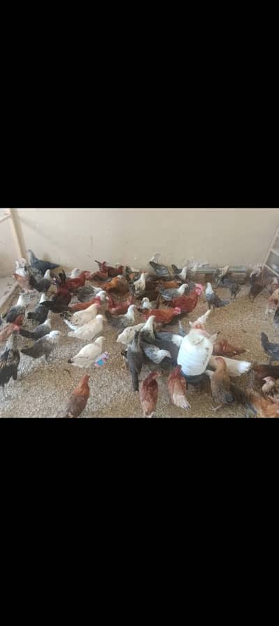 golden misri / egyptian fayoumi / fayoumi / misri / eggs laying hens
