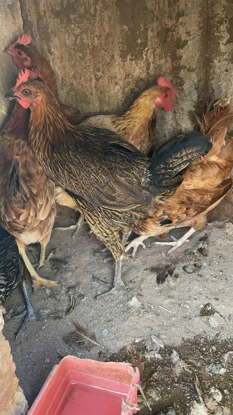 Golden misri murghiya or murgha mix ando wala ha — photo 2