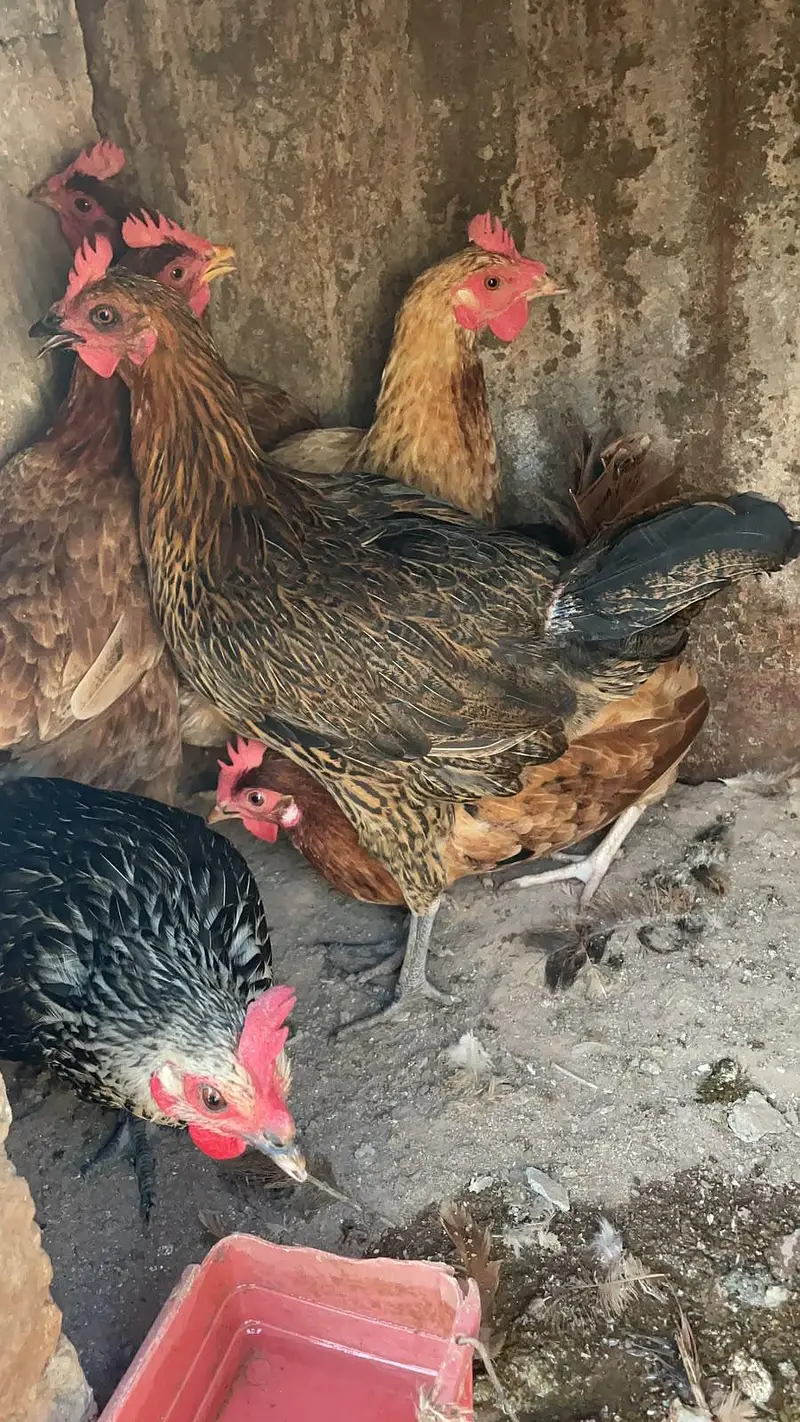 Golden misri murghiya or murgha mix ando wala ha — photo 3