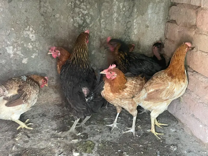 Golden misri murghiya or murgha mix ando wala ha — photo 5