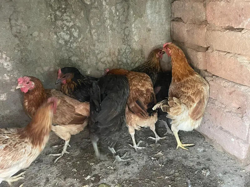 Golden misri murghiya or murgha mix ando wala ha — photo 6