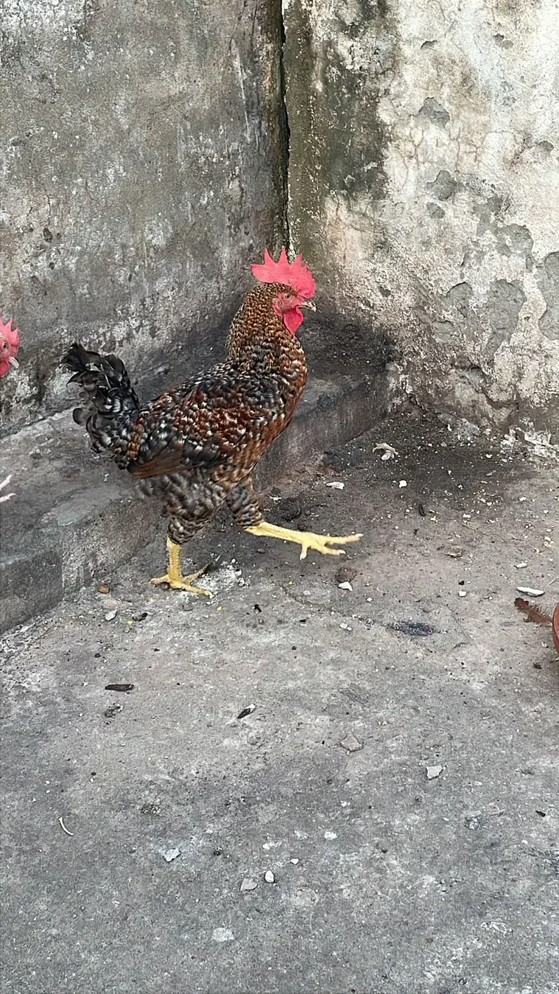 Golden misri murghiya or murgha mix ando wala ha — photo 10