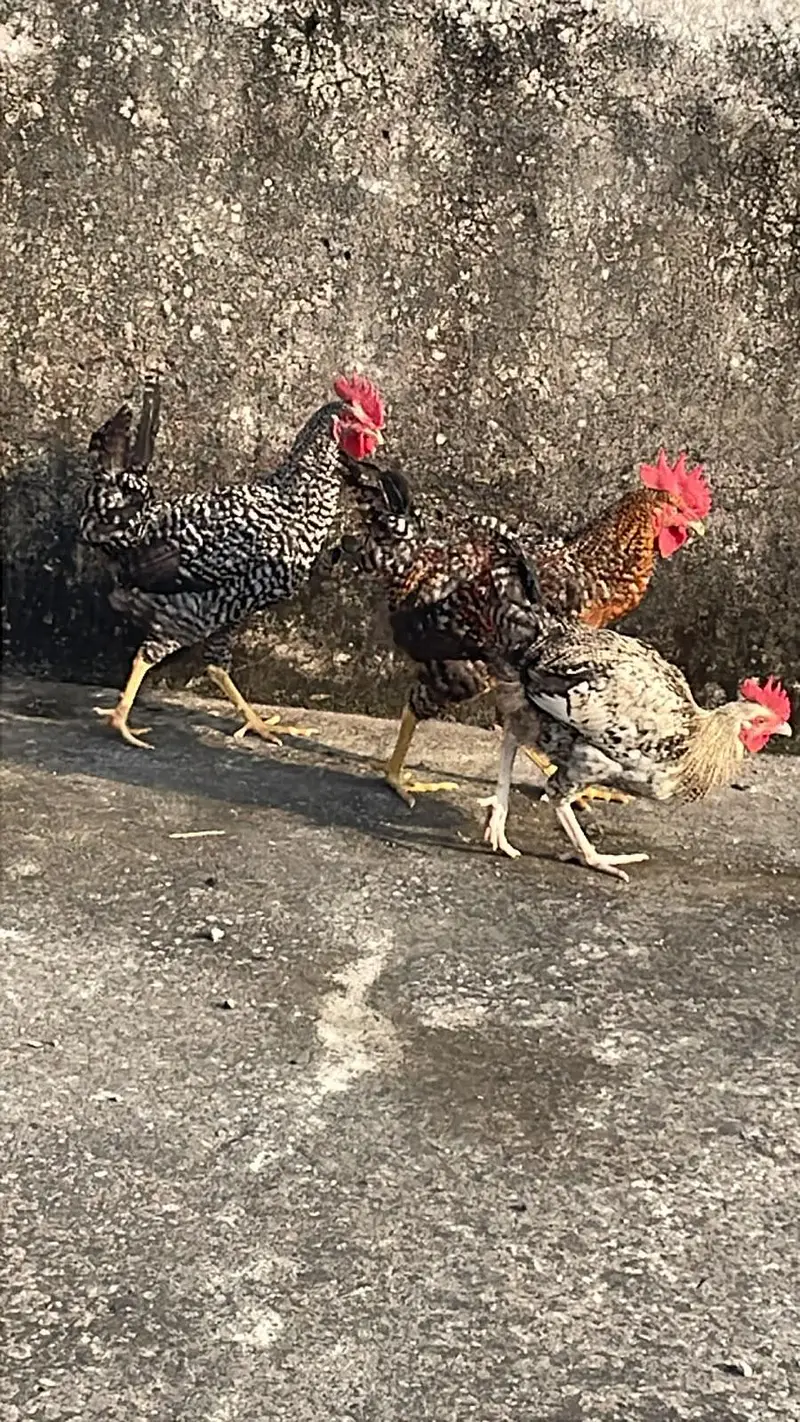 Golden misri murghiya or murgha mix ando wala ha — photo 11