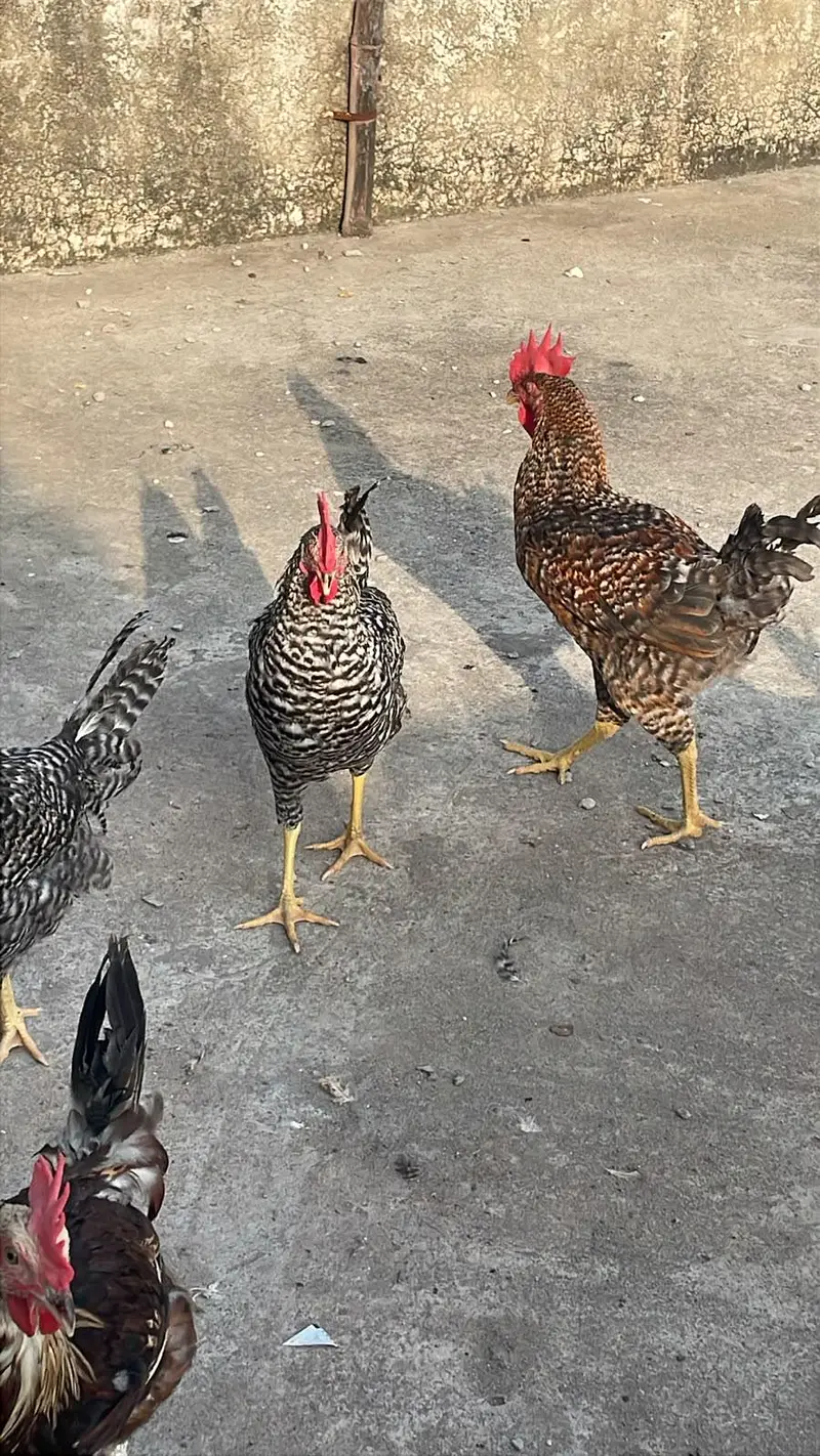 Golden misri murghiya or murgha mix ando wala ha — photo 12