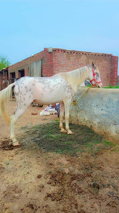 Nukra ghora for ridding purpose